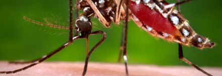Engorged Mosquito from CDC website