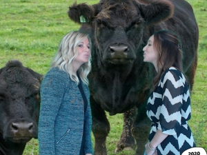 Ladies kissing a bull