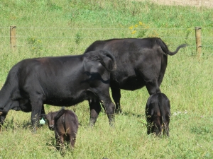 Angus cows and calves at Eco Valley Farm