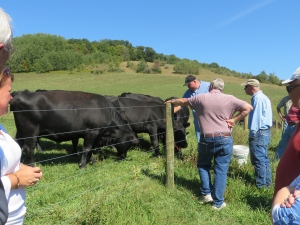 Black angus cows coming over to greet Mr. Finch and visitors at Eco Valley Farm