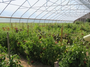 High tunnel tomatoes at Canticle Farm