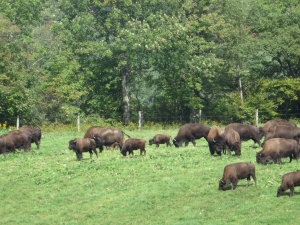 Bison grazing at Maple Ridge Bison Ranch in Ischua, NY