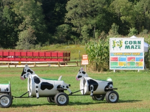 Cow train and Corn Maze at Pumpkinville
