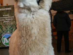 Tony the alpaca from Mager Mountains