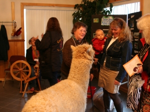 Tony the Alpaca welcoming guests
