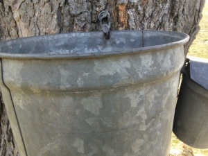 Sap Buckets in Great Valley, NY
