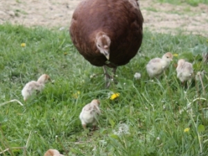 Momma turkey with baby turkeys (chicks)