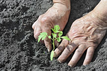 Hands planting a tomato in loamy soil