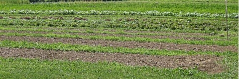 Vegetable Field by Cornell University Cooperative Extension