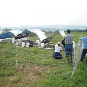 Raising chickens in the fields of Cattaraugus County