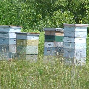 Bee hives in a field in Cattaraugus County