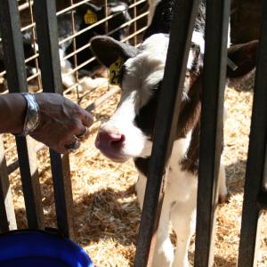 Calf sniffing hand at Teelak Farms on October 1, 2013