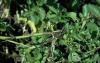 A potato plant showing late blight infection caused by Phytophthora infestans. https://commons.wikimedia.org/wiki/File:Late_blight_on_potato_3.jpg