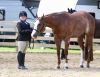 Amelia Savidge exhibits her horse, Lil Miss Impulse, at the 2025 Cattaraugus County Fair 4-H Horse Show. Photo courtesy of Alexandria Vacinek.