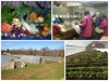 2016 Farm of the Year - Angus Hill Farm