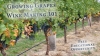 Growing Grapes & Wine Making 101 a Free Educational Opportunity on May 12, 2016