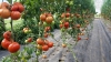 High Tunnel Tomatoes. Photo by Judson Reid